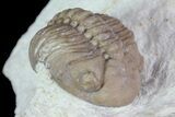 Enrolled Lochovella (Reedops) Trilobite - Oklahoma #68616-3